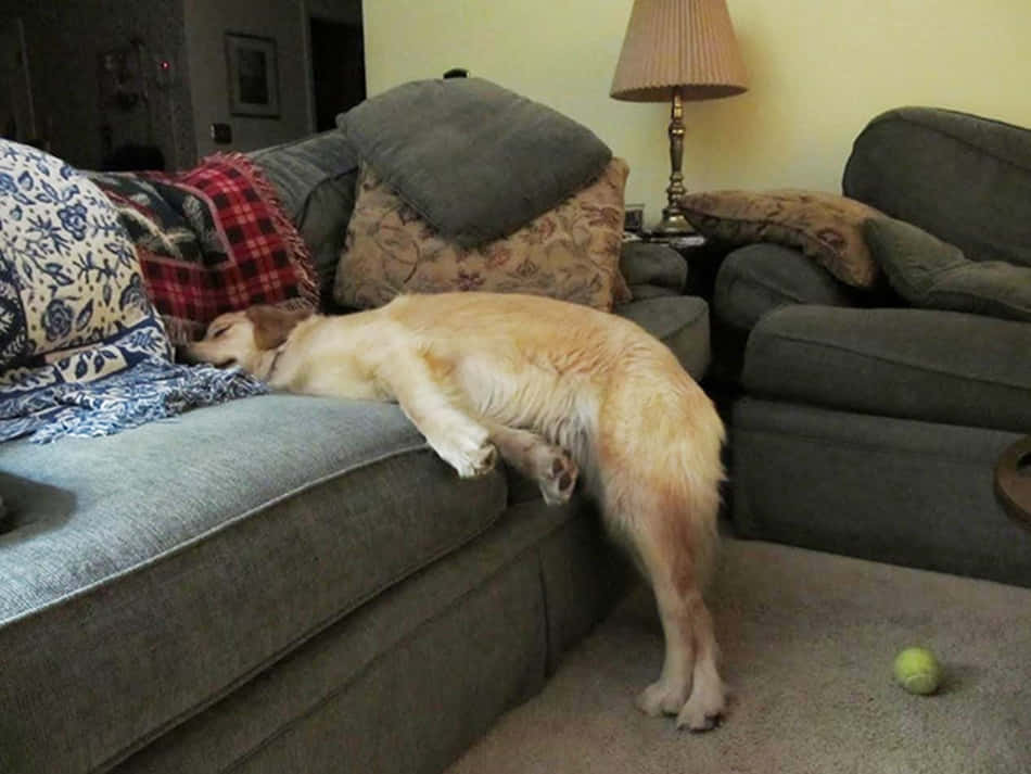 Funny Sleeping Dog On Couch Picture