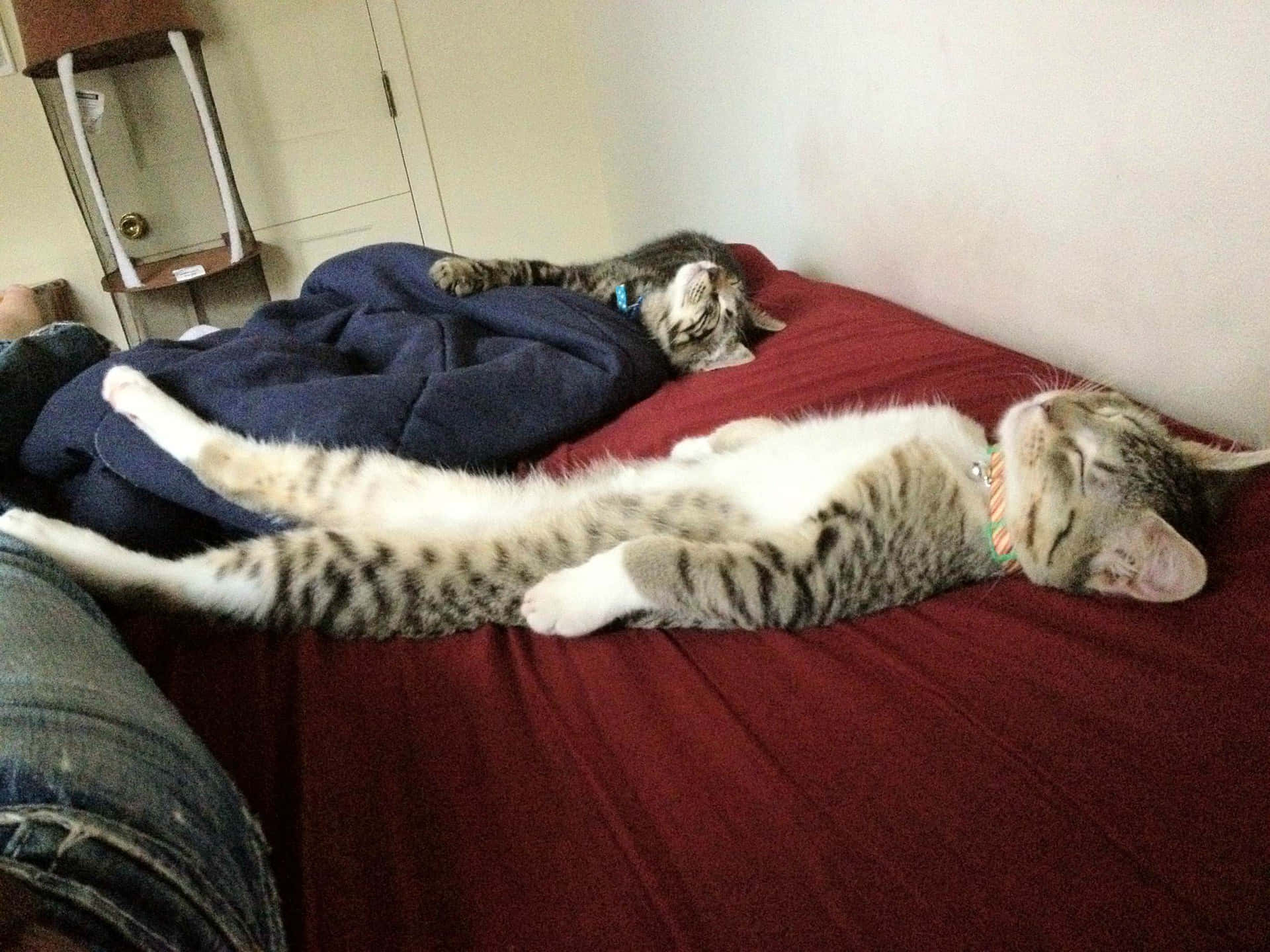 Funny Sleeping Cats Picture