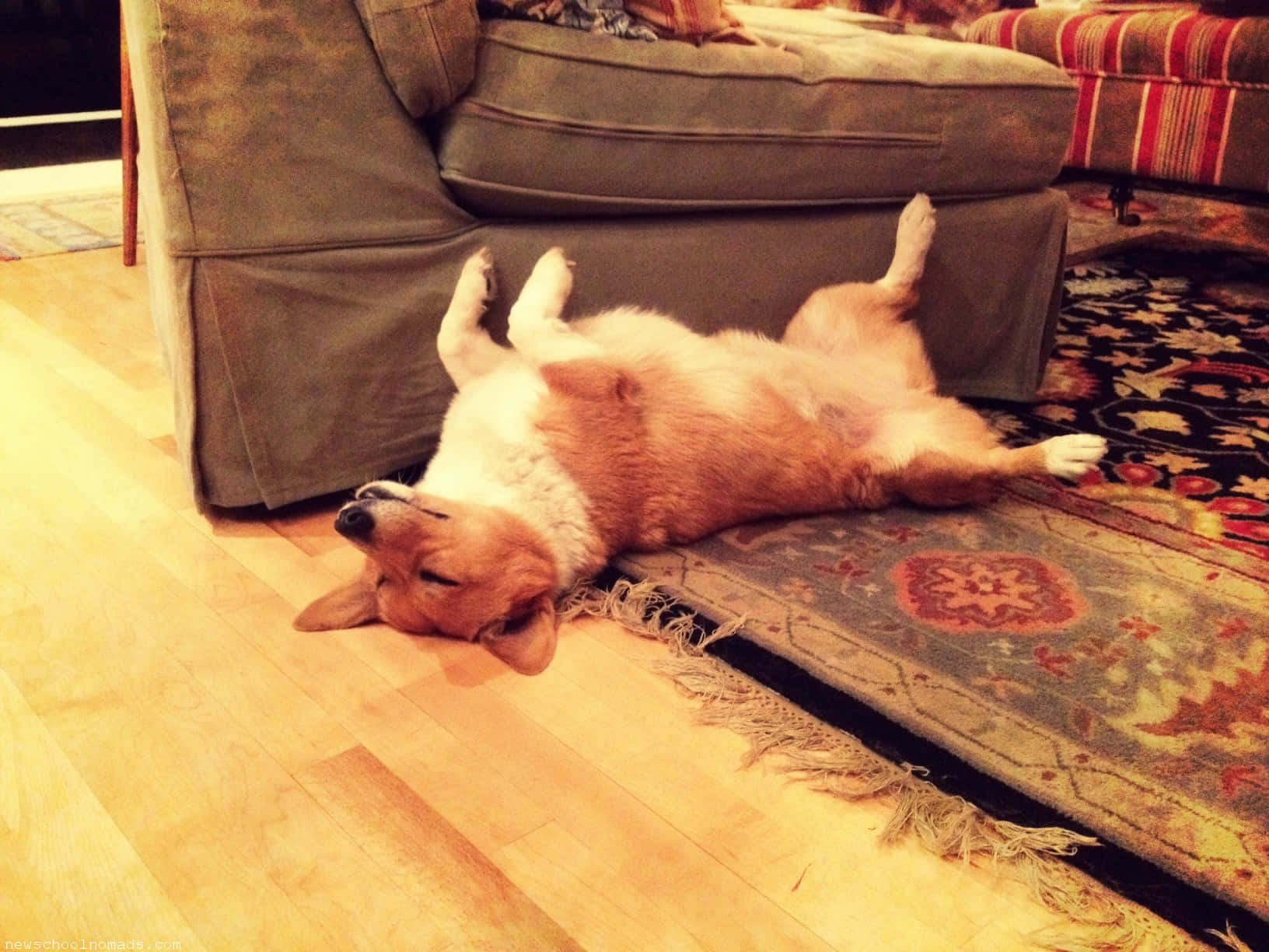 Sjovt sovende Corgi Hunde Billede Tapet