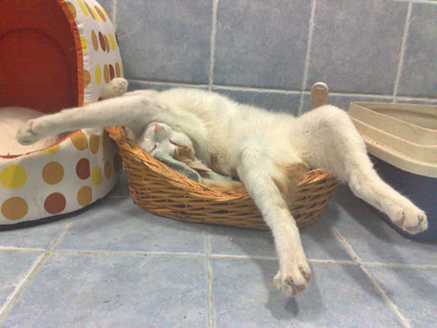 Funny Sleeping Cats Picture