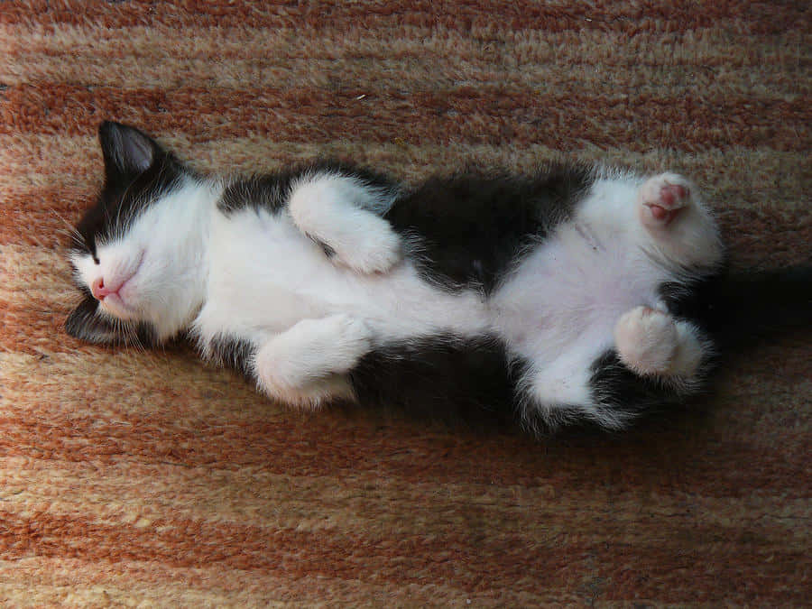 3 котенка спать. Котенок черно-белый. Спящий черно белый кот. Белые коты с черными пятнами.