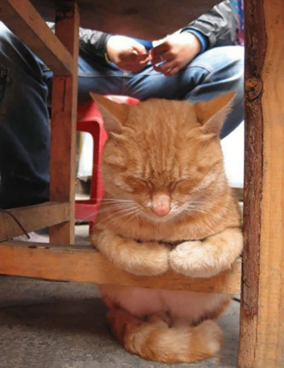 Imagendivertida De Un Gato Sentado Durmiendo