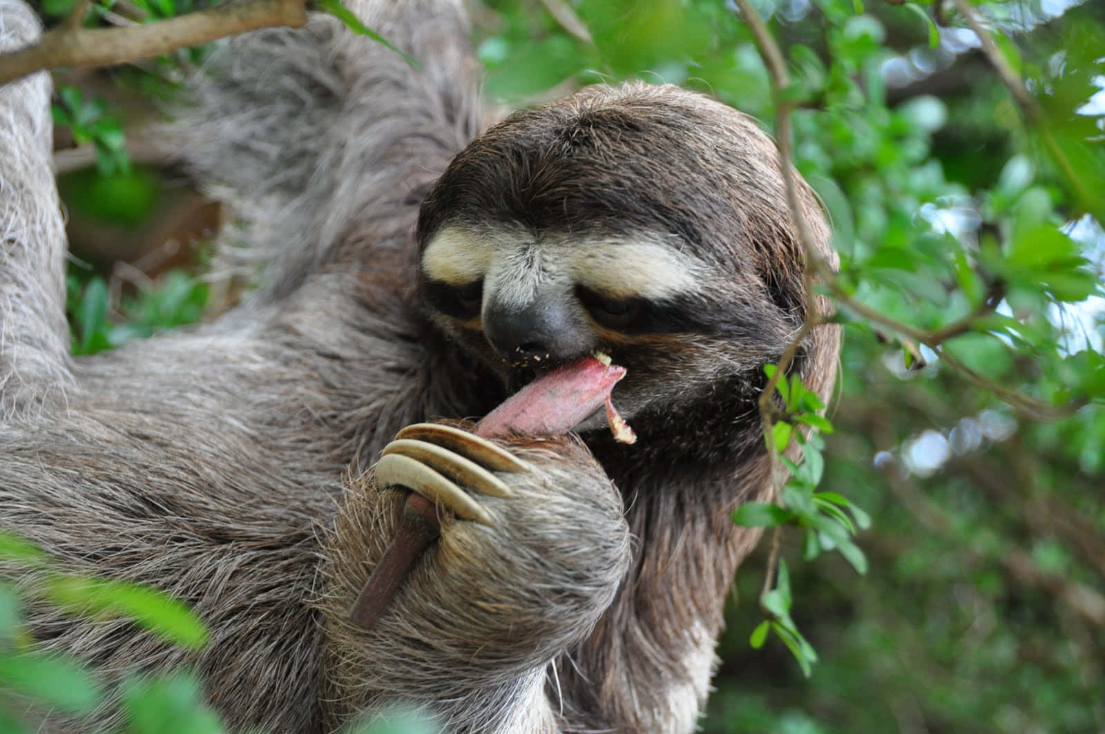 Funny Sloth Pictures 1600 X 1063 Picture