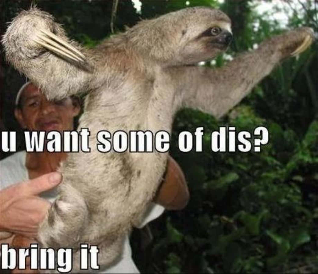 Entertaining Funny Sloth Meme Picture
