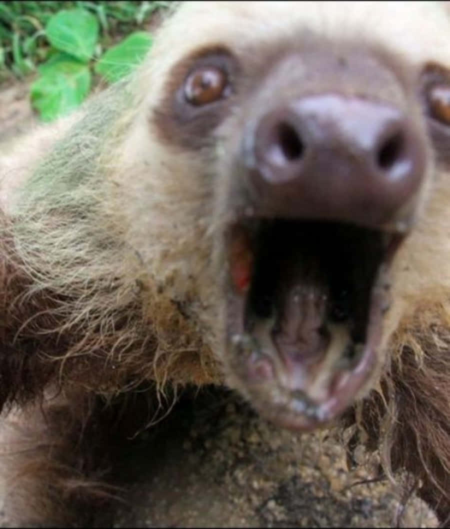 Funny Sloth Weird Panic Picture