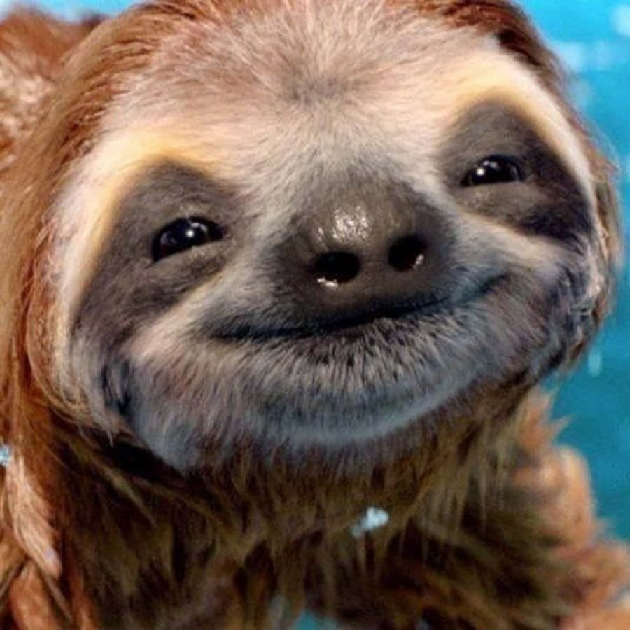 Cute Smile Funny Sloth Picture