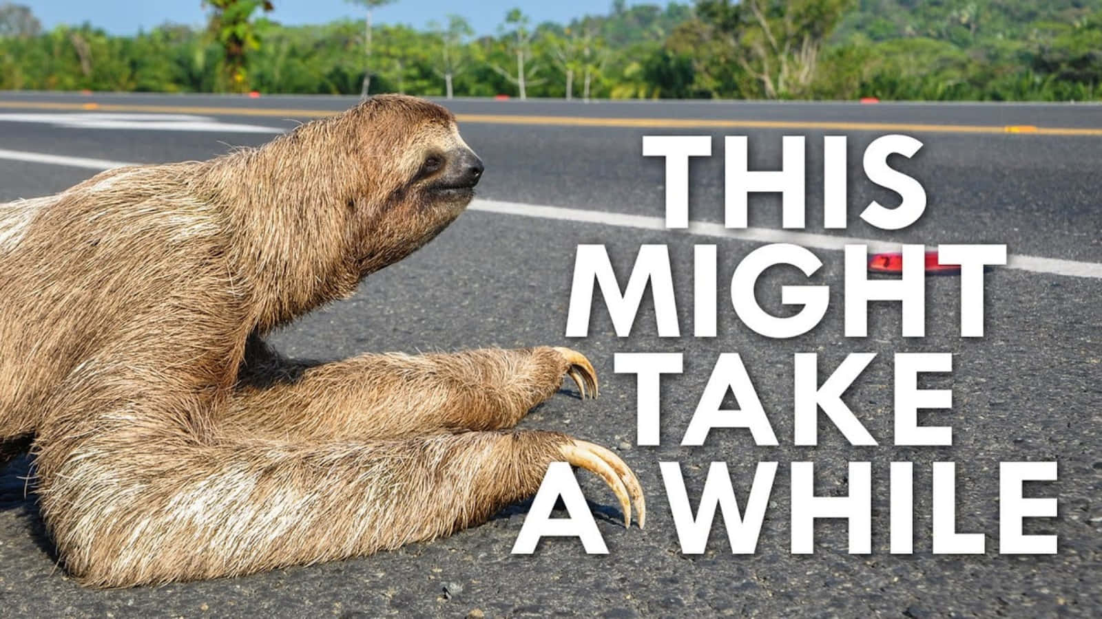 Funny Sloth Meme Picture Highway