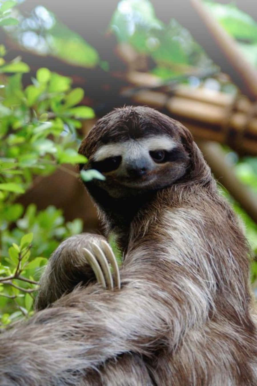 Cute Funny Sloth Greens Picture
