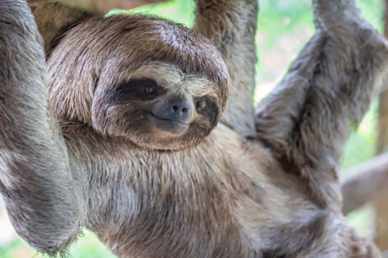 Funny Weird Old Sloth Picture