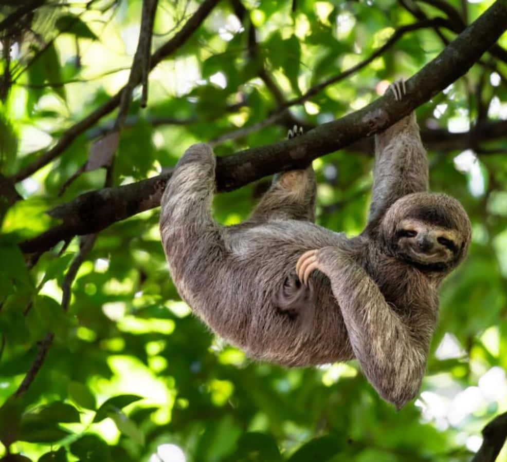 Funny Sloth Hanging Tree Picture