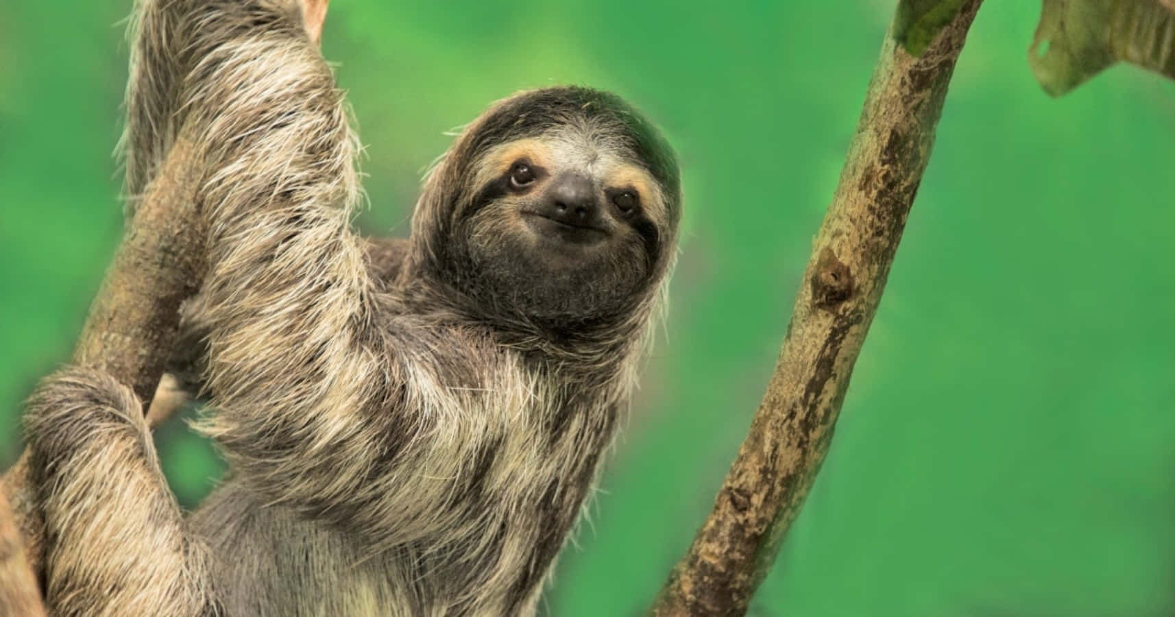 Funny Cute Sloth Tree Picture