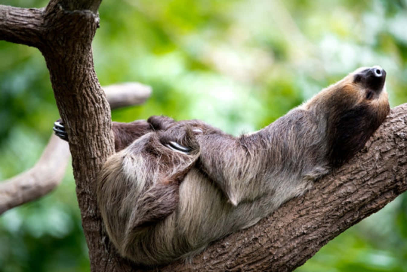 Funny Sad Sleeping Sloth Picture