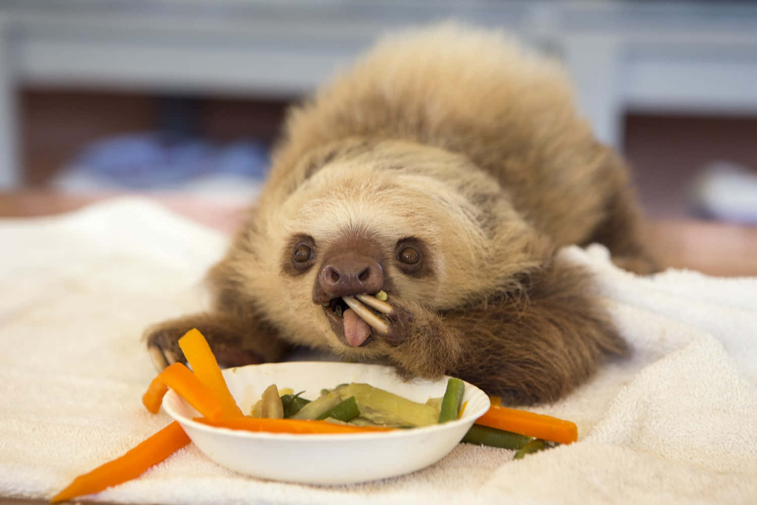 Funny Sloth Eating Meal Picture