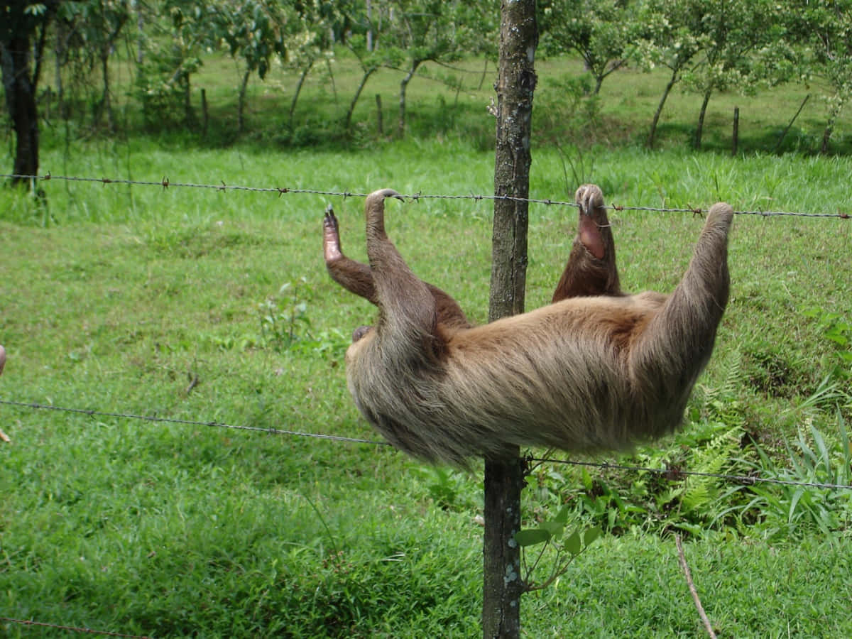 Immaginedivertente Strana Selvaggia Di Uno Sloth
