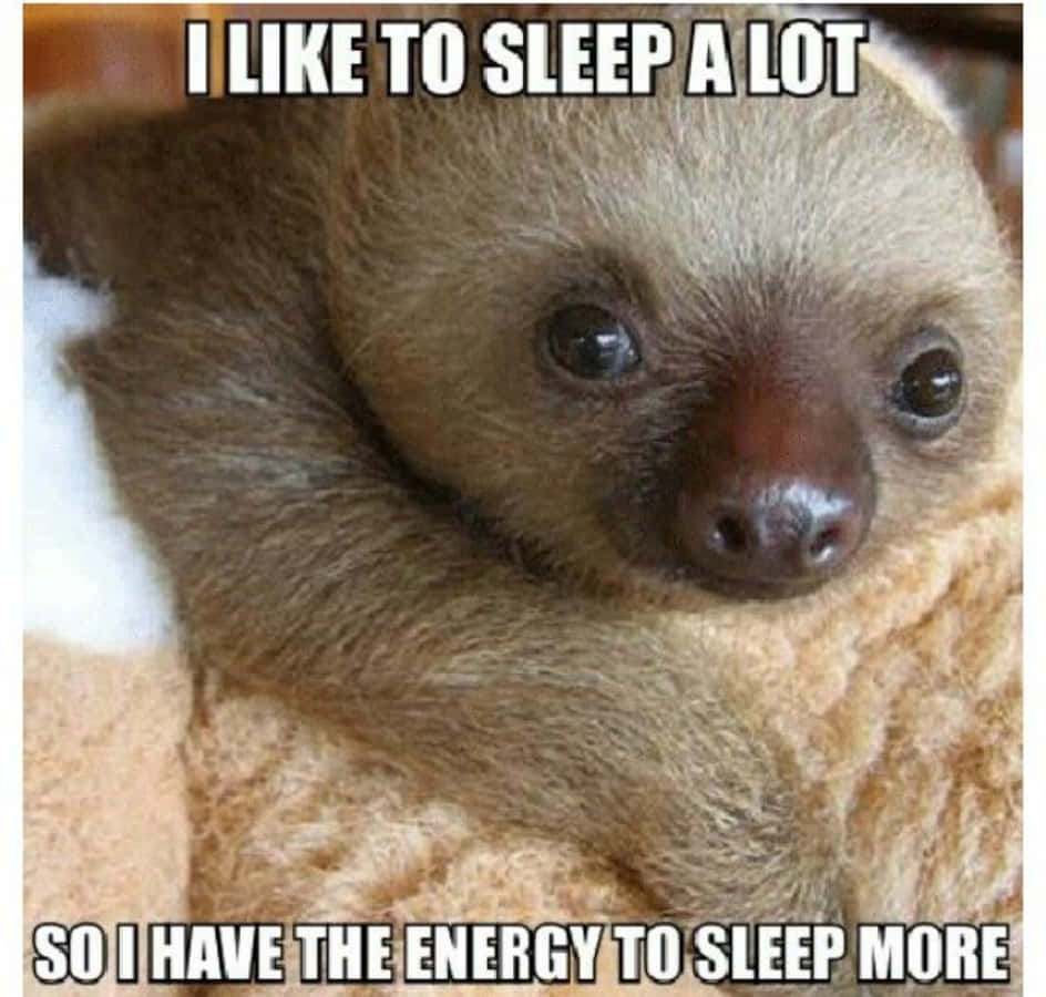 Funny Sloth Sleep Meme Picture