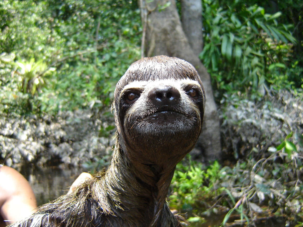 Funny Weird Sloth Bangs Picture