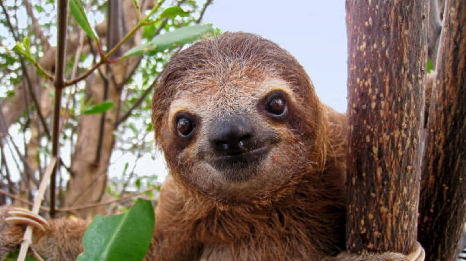 Funny Cute Curious Sloth Picture