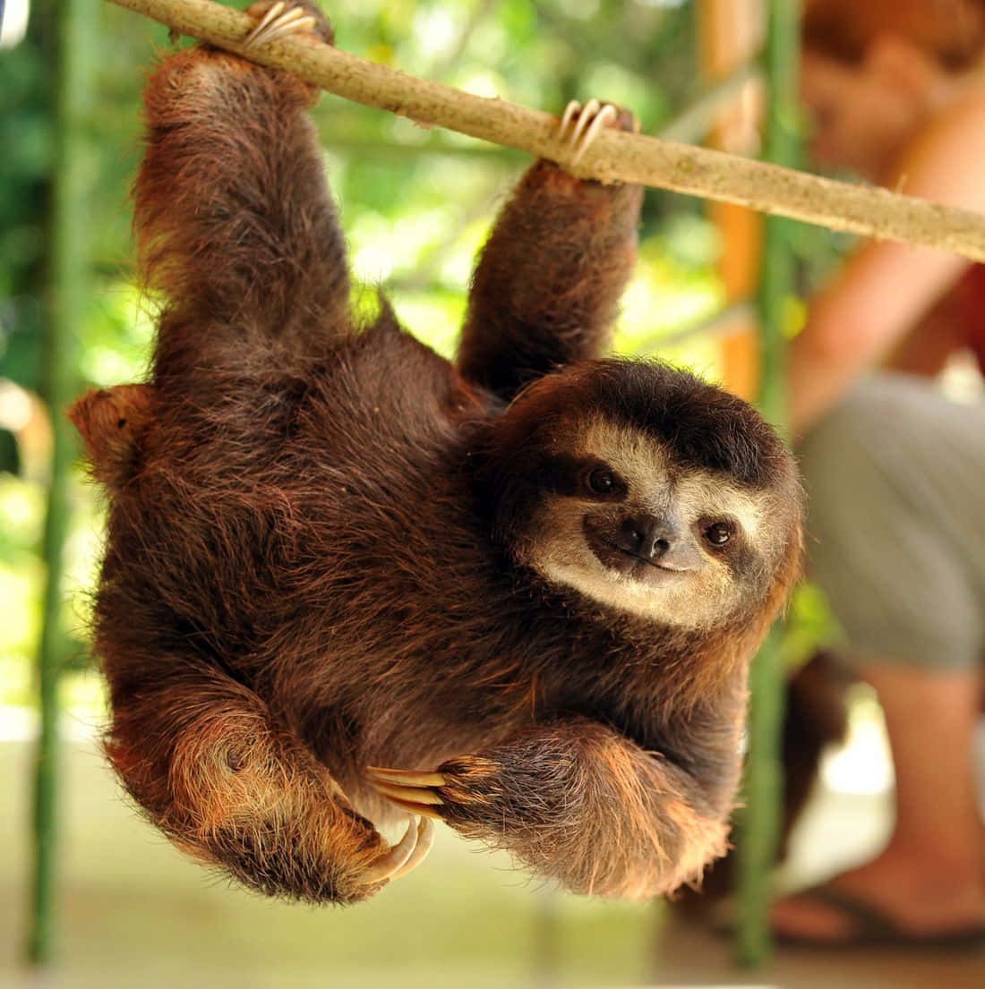 Funny Cute Hanging Sloth Picture