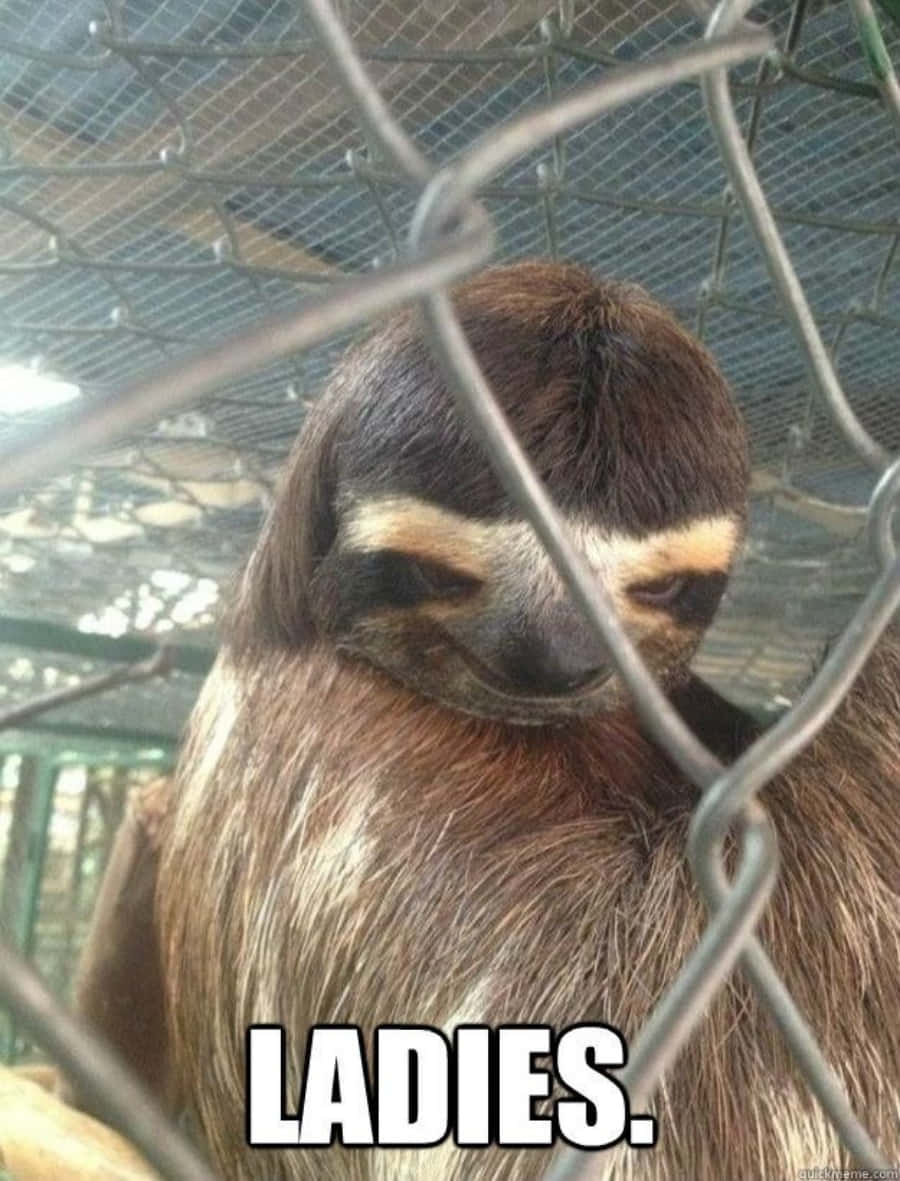 Funny Sloth Ladies Meme Picture