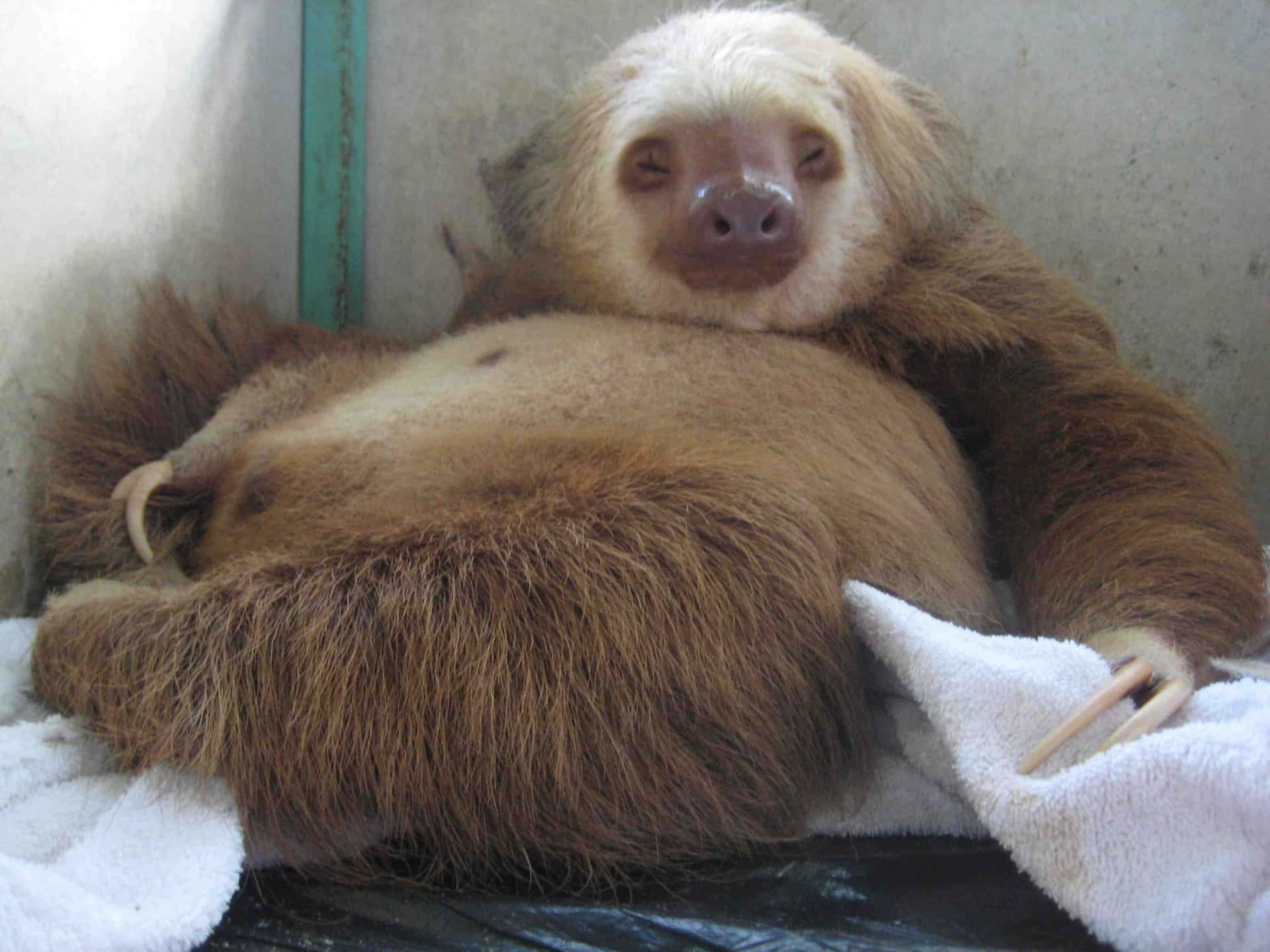 Funny Sleeping Sloth Cage Picture