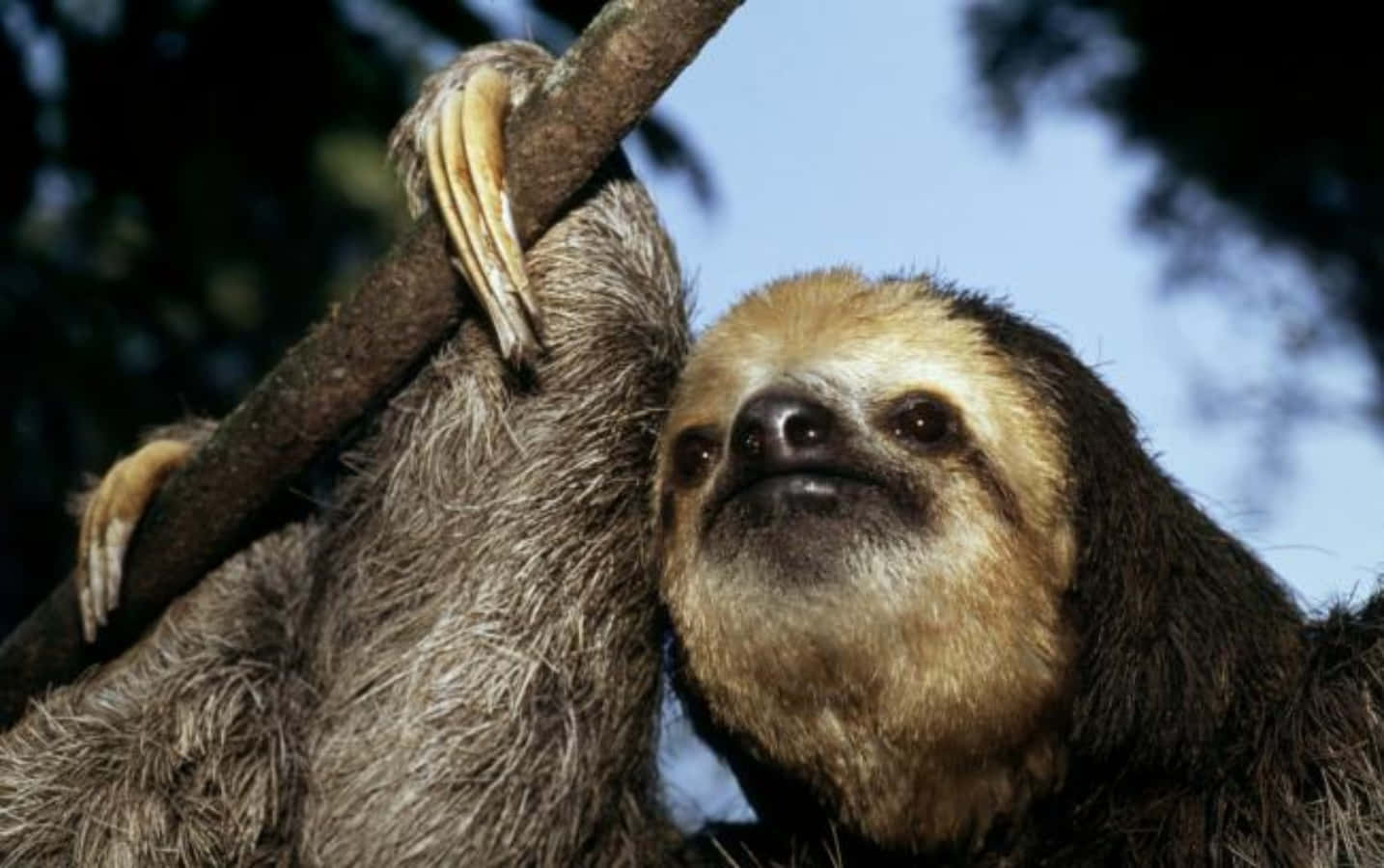 Funny Sad Sloth Tree Picture