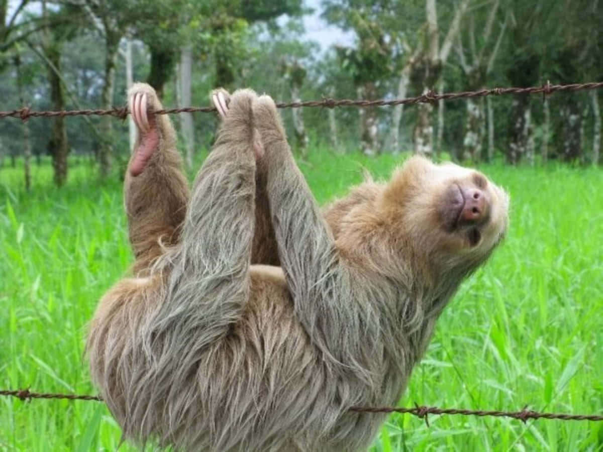 Funny Weird Sloth Wire Picture