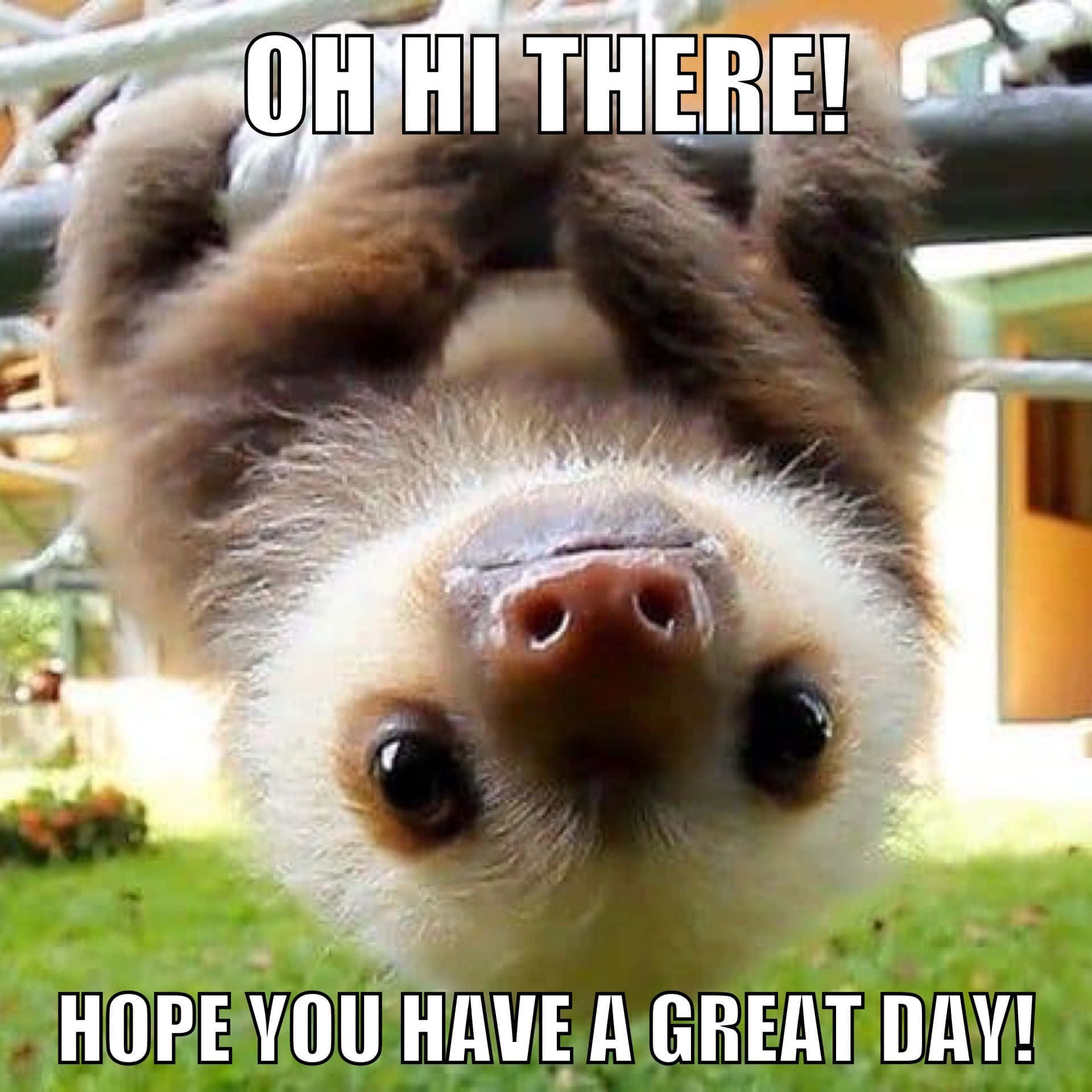 Oh Hi Cute Funny Sloth Picture