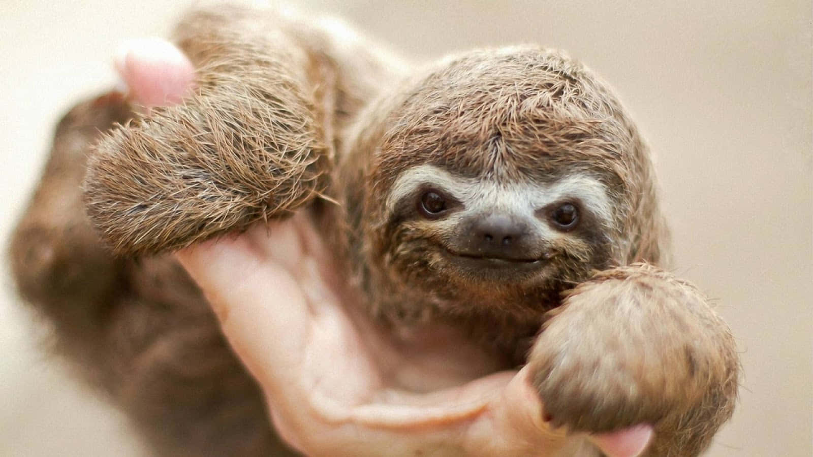 Sötbaby Sloth Bild