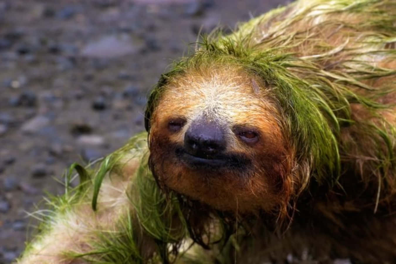 Funny Sleepy Weird Sloth Picture