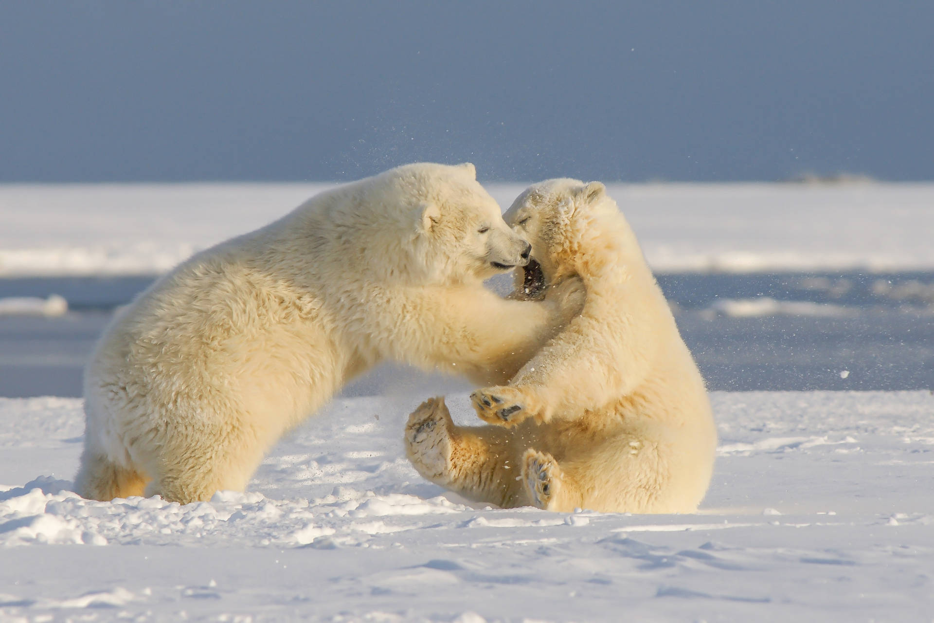 Funny Snow Bears Animals Kissing Wallpaper
