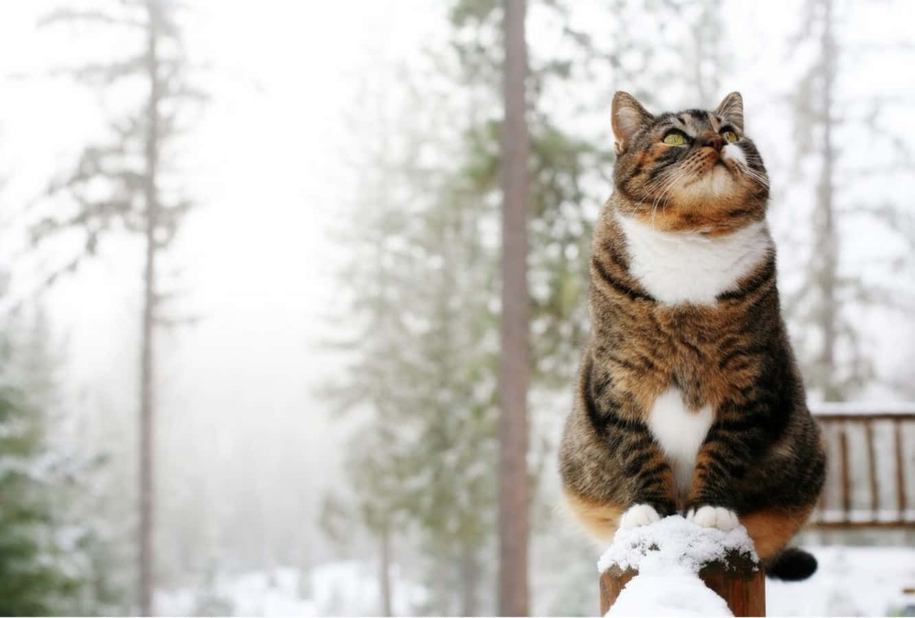 Funny Snow Cat In Forest On Fence Picture