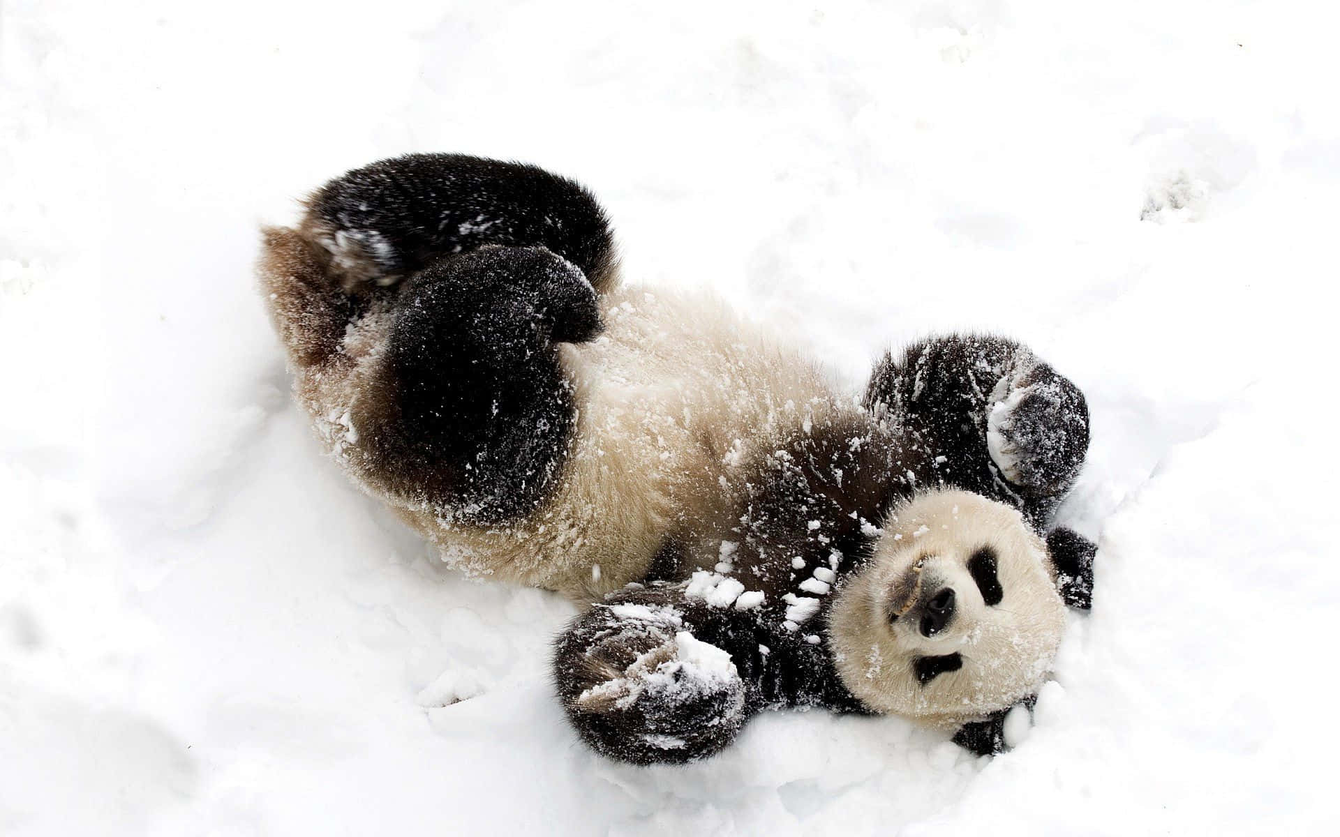 Funny Snow Cute Panda Playing Picture