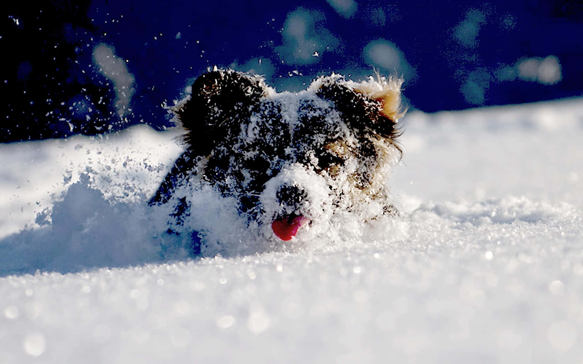 Funny Snow Cute Dog Playing Picture