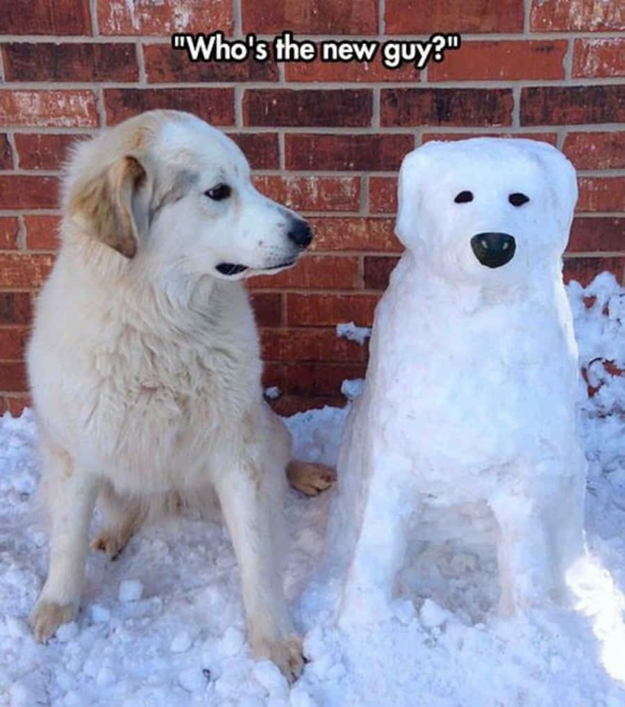 Witzigesbild Von Einem Schnee-hund Und Einem Echten Hund.