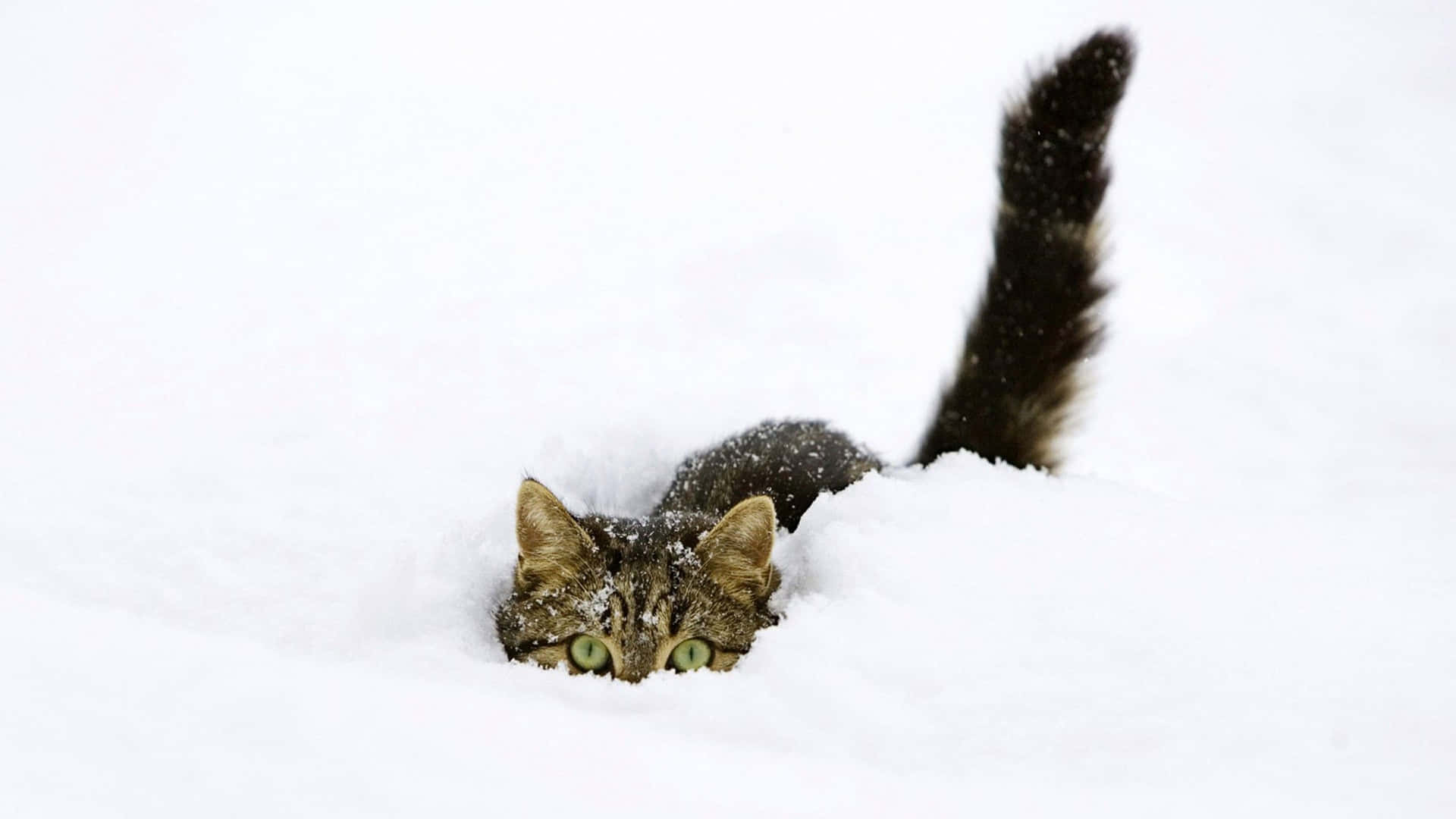 Funny Snow Cute Cat Hiding Picture