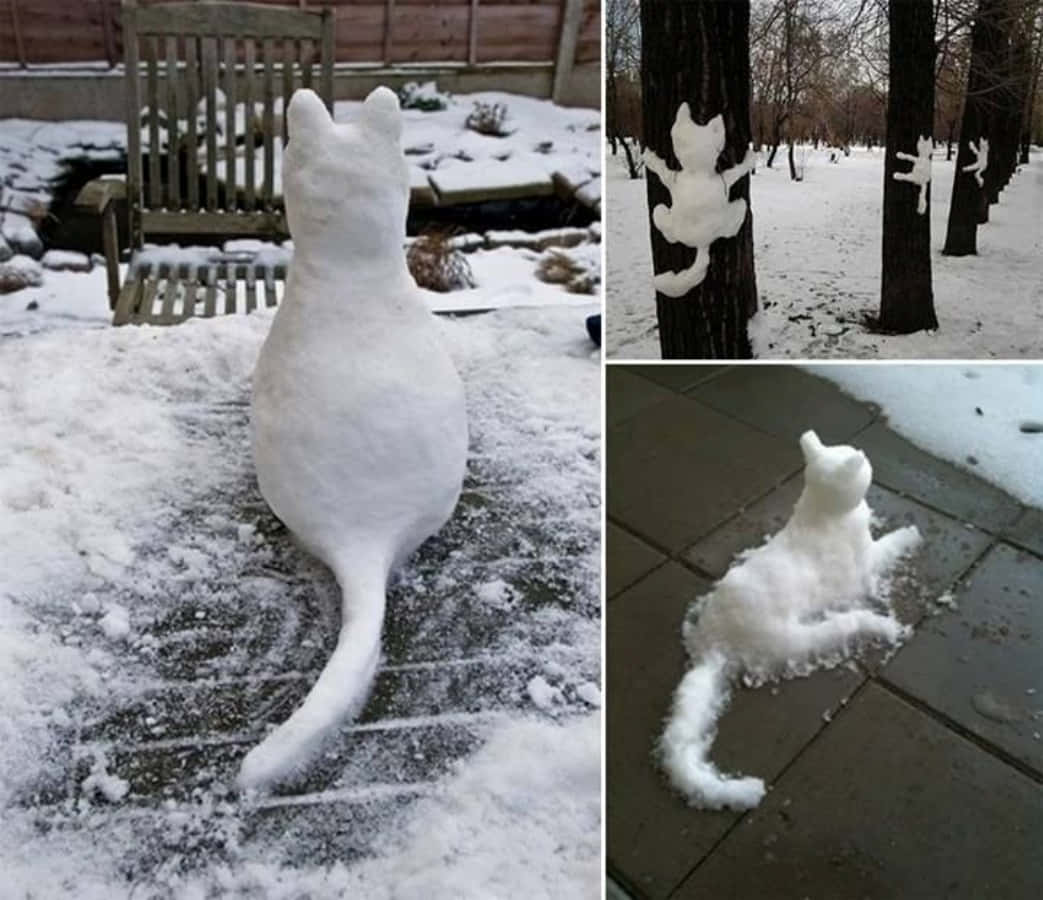 Funny Snow Cat Collage Picture