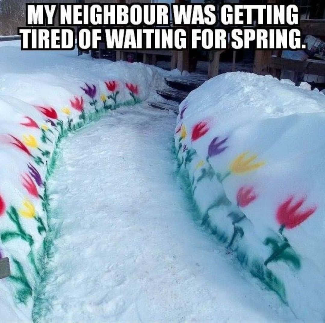 Funny Snow Painted Flowers Picture