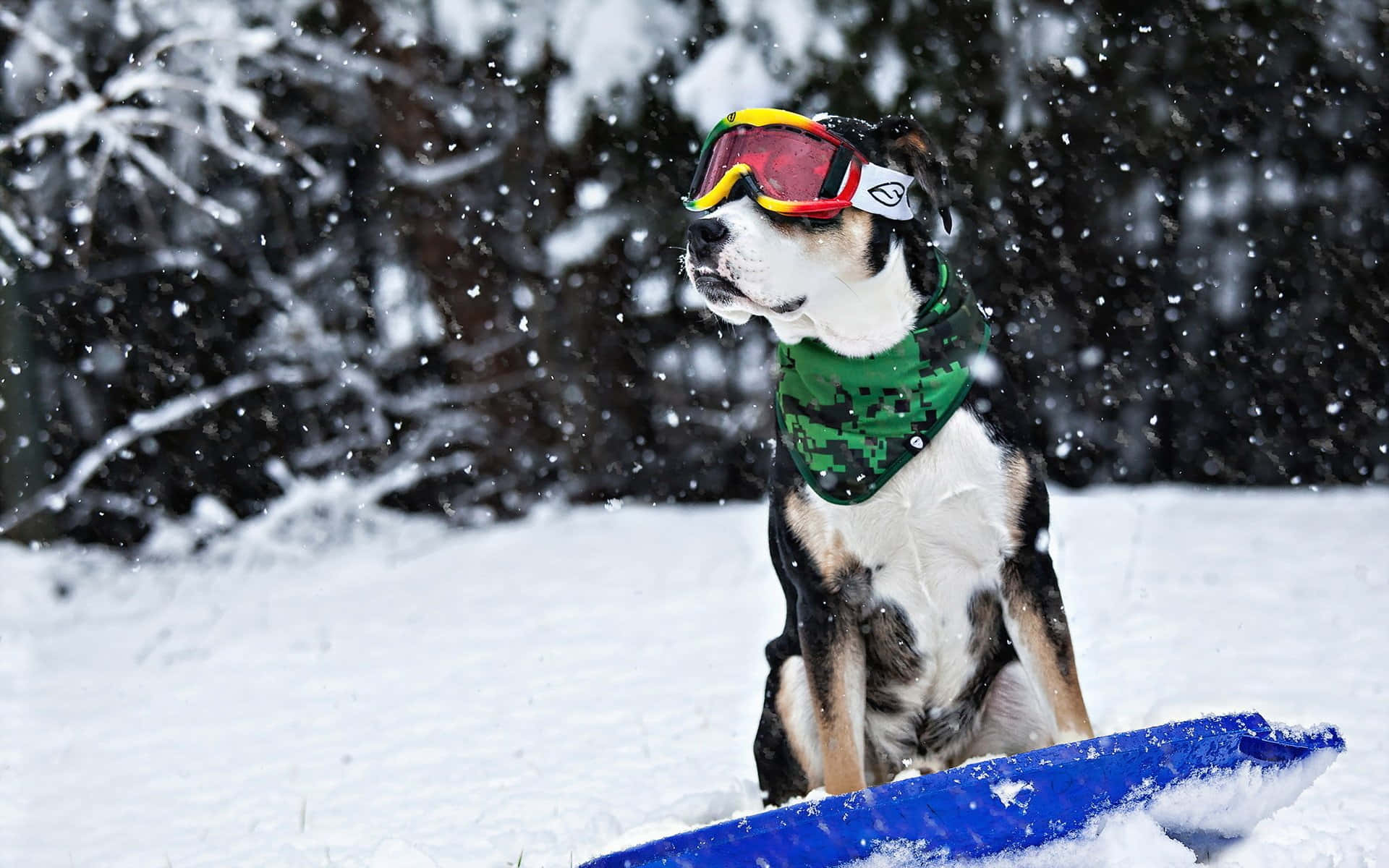 Funny Snow Snowboarding Dog Picture