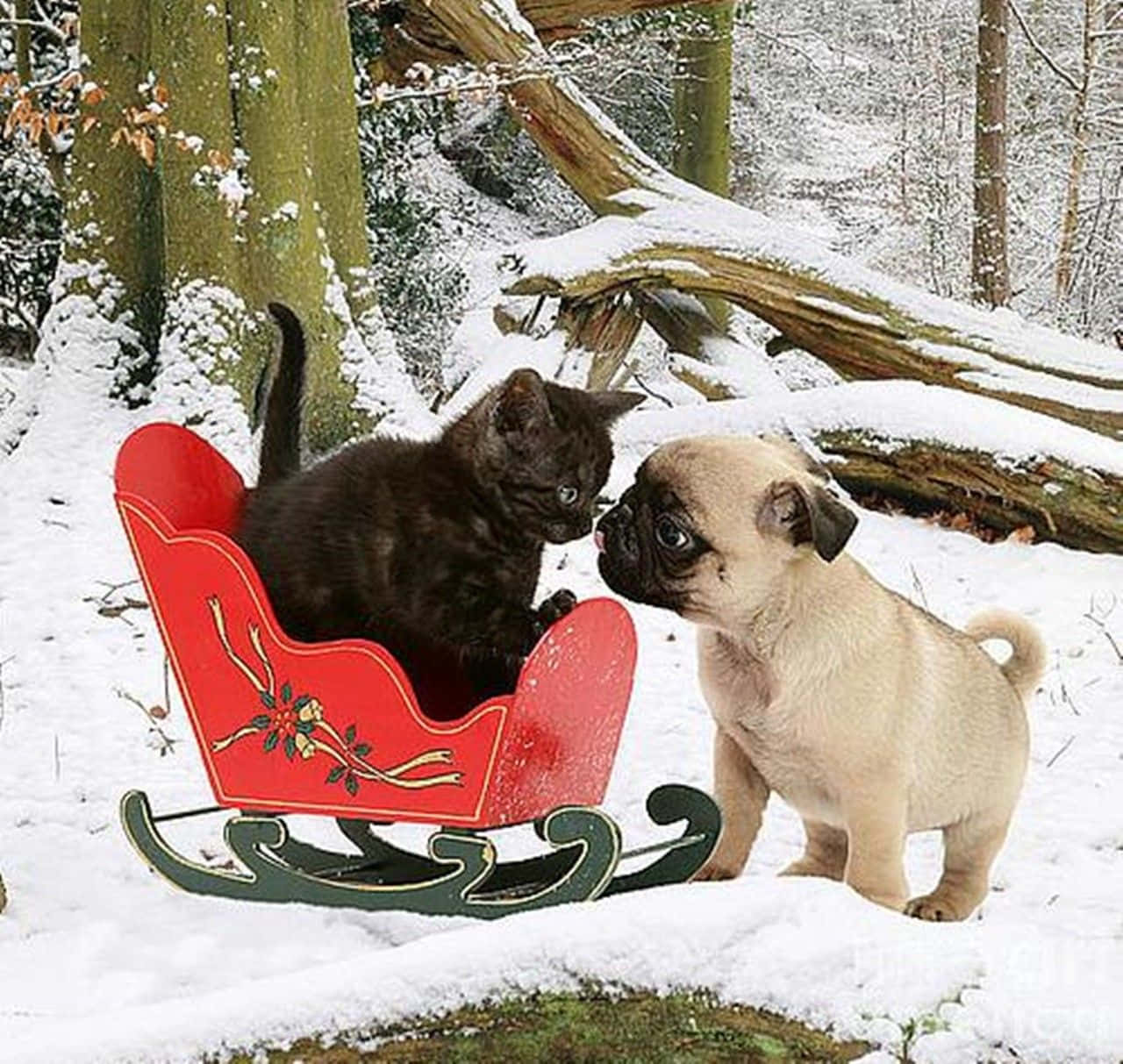 Funny Snow Cat And Pug On Sleigh Picture