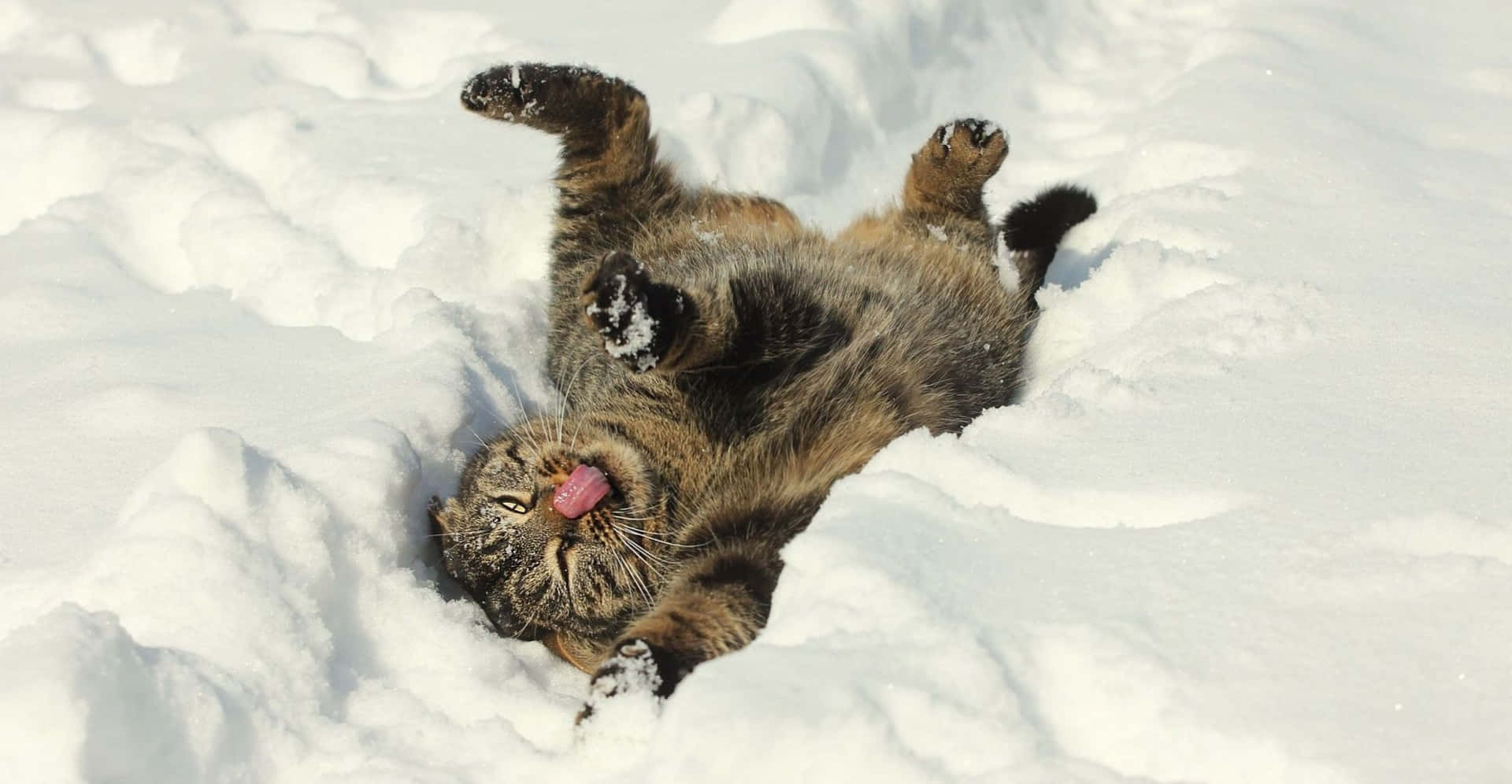 Funny Snow Cute Cat Screaming Picture