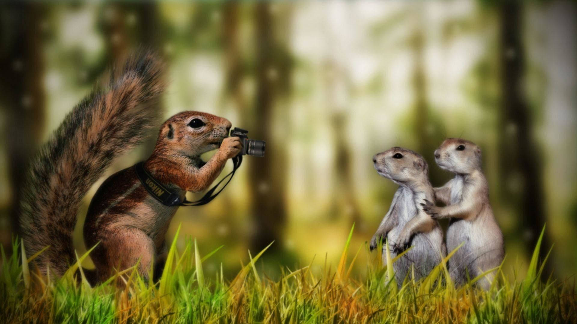 Download Funny Squirrel Animals Taking Pictures Wallpaper 