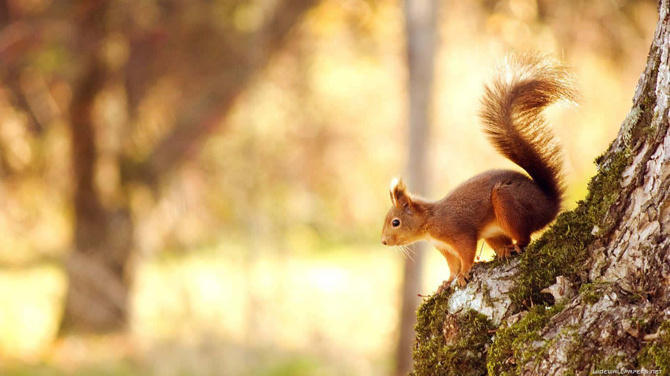 Funny Squirrel Pictures 1366 x 768 Picture