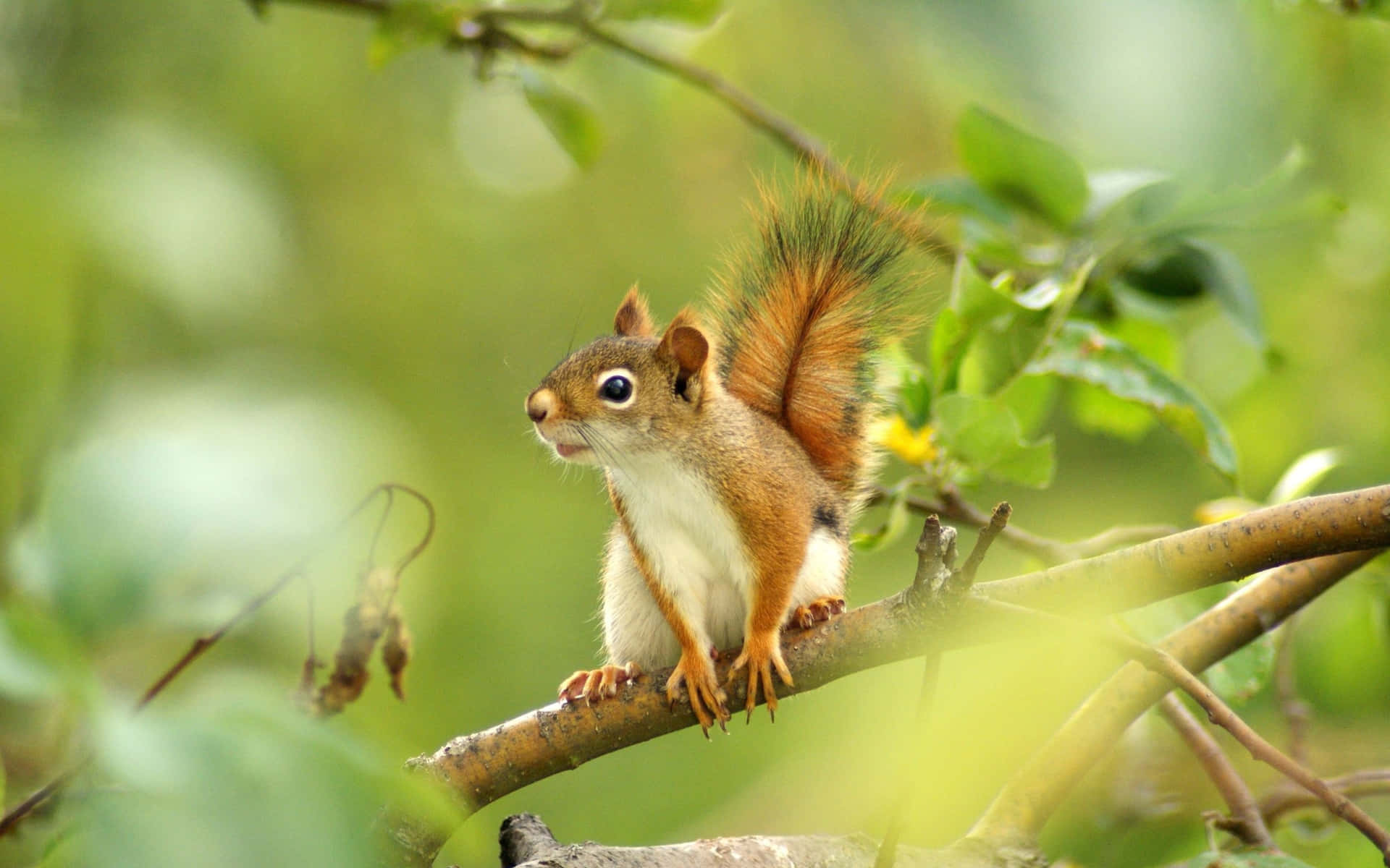 Funny Squirrel Pictures 2560 x 1600 Picture