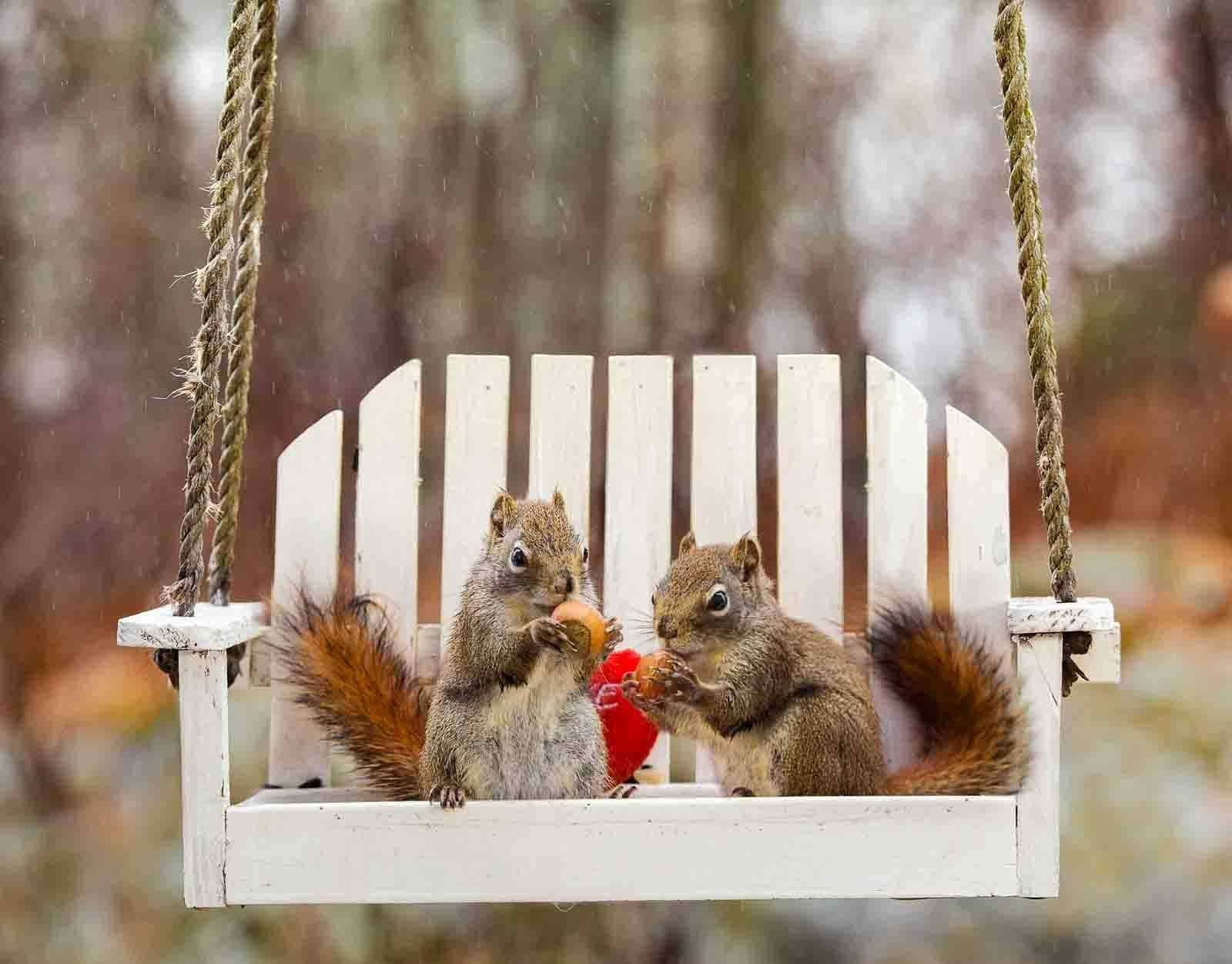 Funny Squirrel Pictures 1600 x 1252 Picture