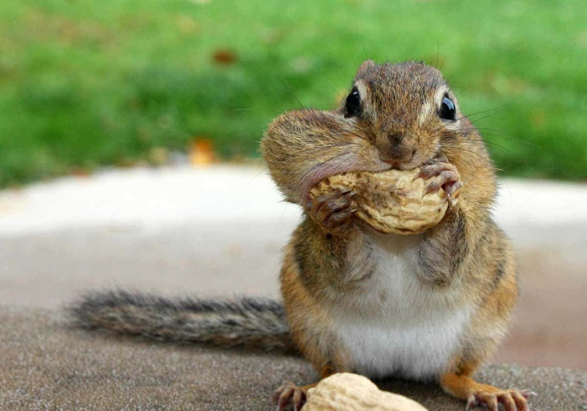 Funny Squirrel Pictures 1200 x 840 Picture