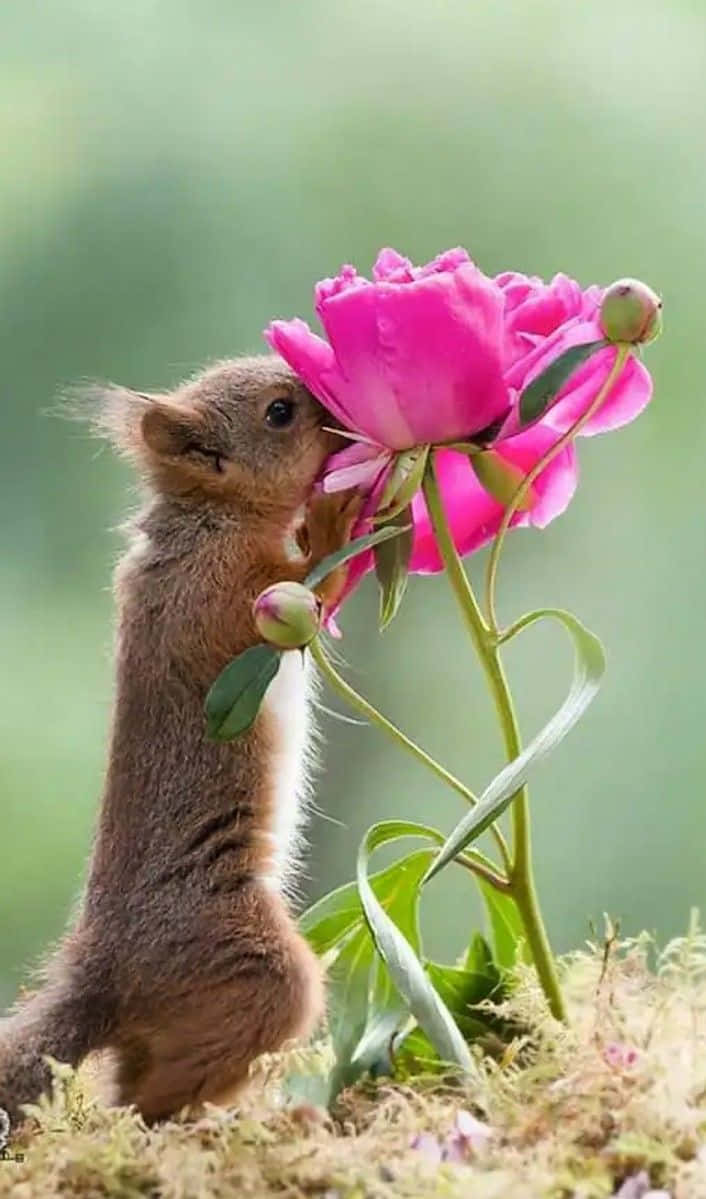 Funny Squirrel Smelling Pink Flower Pictures