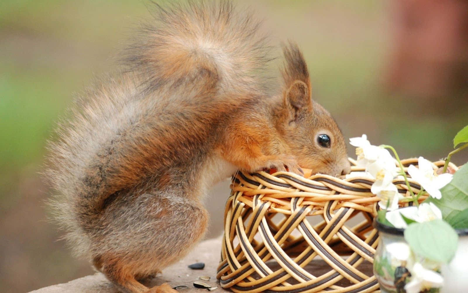 Funny Squirrel With A Basket Pictures