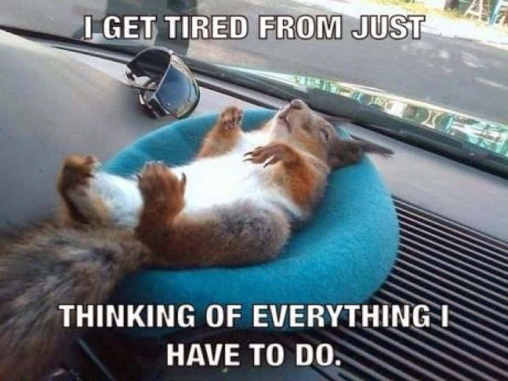 Download Funny Squirrel Pictures 1024 x 768 