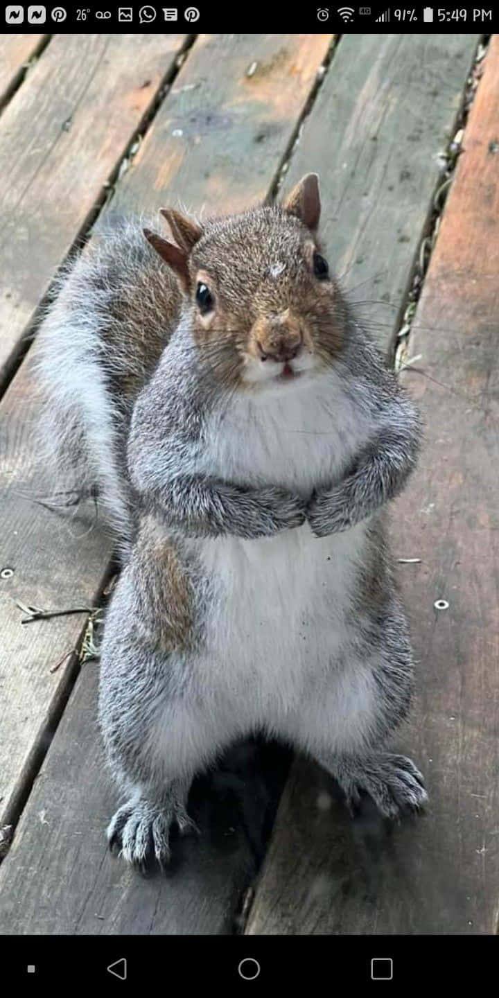 Funny Squirrel Looking Up Pictures