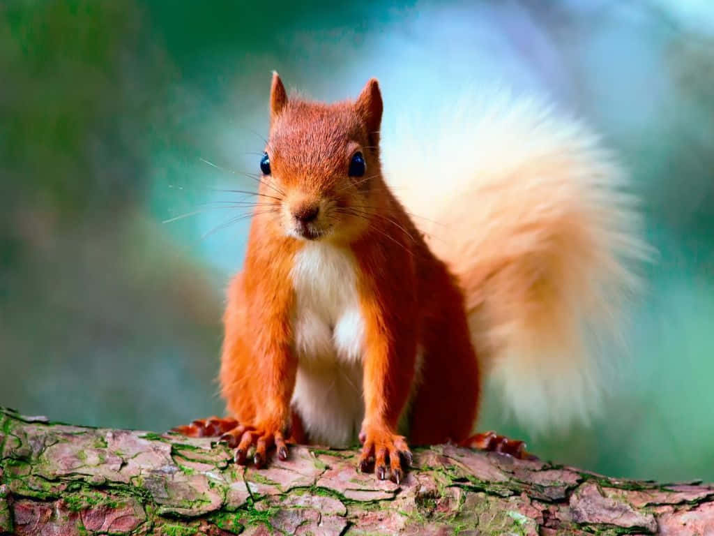 Funny Squirrel Pictures 1024 x 768 Picture